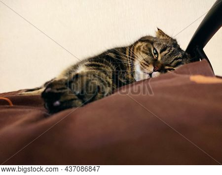 Cat Scottishfold Weekend Sweetcat Animal Pets Paw
