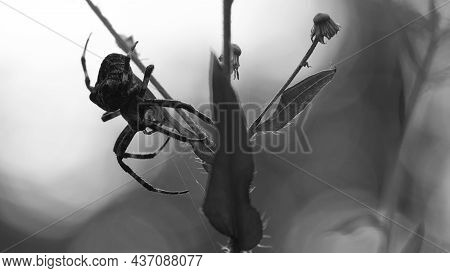 Monochrome Photo. Horror, Halloween. Big Black Spider. Large Araneus Ventricosus On Grass. Close-up,