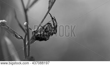 Monochrome Photo. Horror, Halloween. Big Black Spider. Large Araneus Ventricosus On Grass. Close-up,