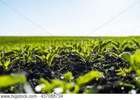 Straight Rows Of Sugar Beets Growing In A Soil In Perspective On An Agricultural Field. Sugar Beet C