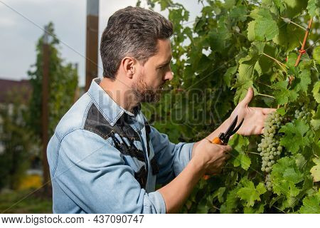 Grapevine Cut By Enologist With Scissors, Gardening