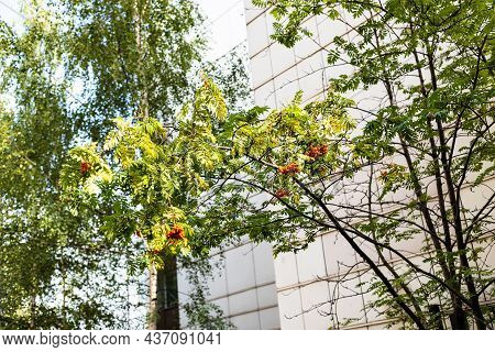 Rowan Tree With Ripe Berries Near High-rise Urban Apartment House On Sunny Day