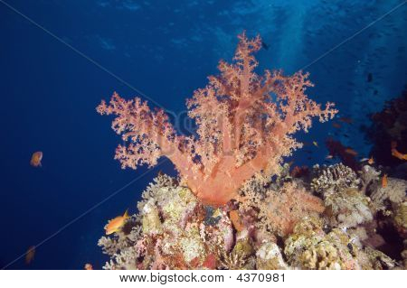 Softcoral