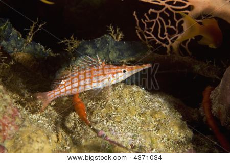 Longnose Hawkfish