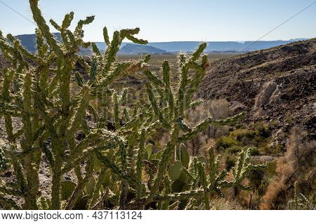 Looking Through Cactus Toward The Mexican Border In Big Bend National Park