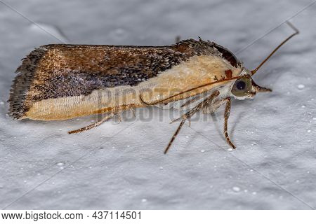 Bicolored Bird-dropping Moth Of The Species Ponometia Exigua