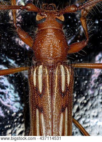 Typical Longhorn Beetle Of The Species Eburodacrys Dubitata