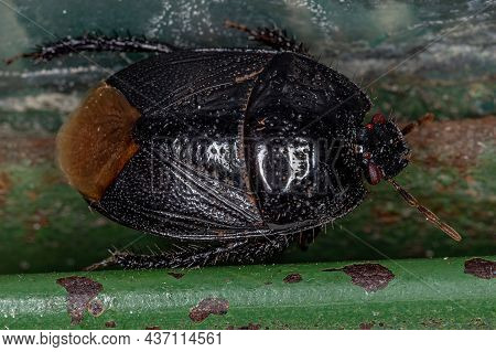 Adult Burrowing Bug Of The Family Cydnidae