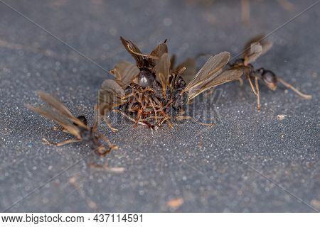 Small Adult Fungus-growing Ants Of The Genus Cyphomyrmex Coupling