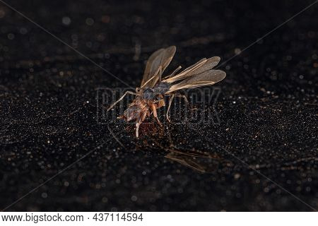 Small Adult Fungus-growing Ants Of The Genus Cyphomyrmex Coupling