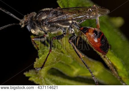 Adult Thread-waisted Wasp Of The Genus Prionyx