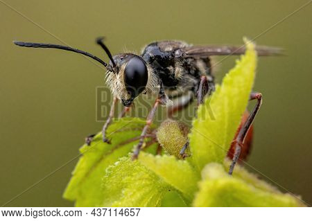 Adult Thread-waisted Wasp Of The Genus Prionyx