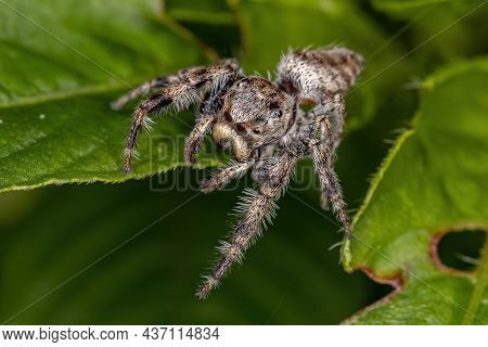 Small Jumping Spider Of The Subtribe Dendryphantina