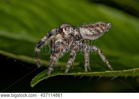 Small Jumping Spider Of The Subtribe Dendryphantina