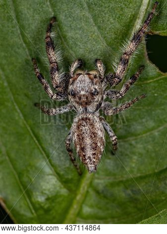 Small Jumping Spider Of The Subtribe Dendryphantina