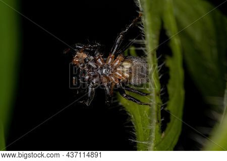 Small Jumping Spider Of The Subtribe Dendryphantina