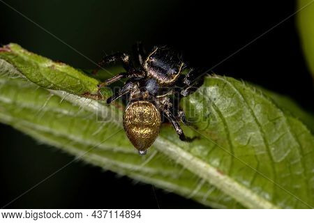 Small Jumping Spider Of The Subtribe Dendryphantina