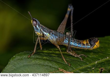 Male Monkey Grasshopper Nymph Of The Species Temnomastax Hamus