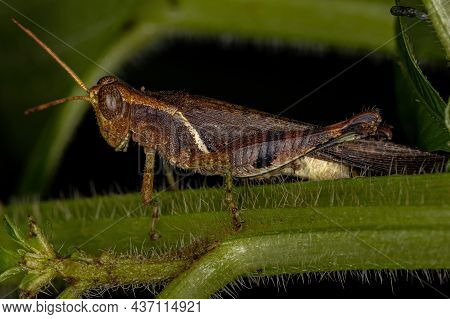 Adult Short-horned Grasshopper Of The Family Acrididae