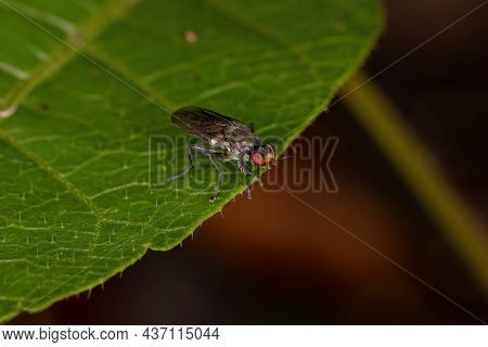 Adult Acalyptrate Fly Of The Zoosubsection Acalyptratae