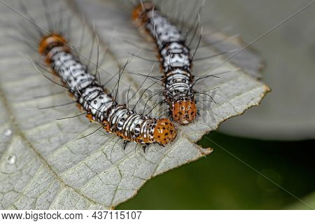 White And Orange Cutworm Moth Caterpillar Of The Family Noctuidae