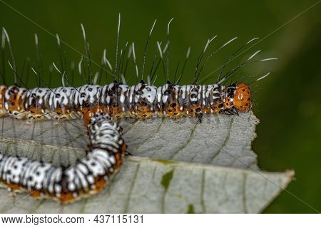 White And Orange Cutworm Moth Caterpillar Of The Family Noctuidae