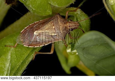 Adult Stink Bug Of The Genus Oebalus