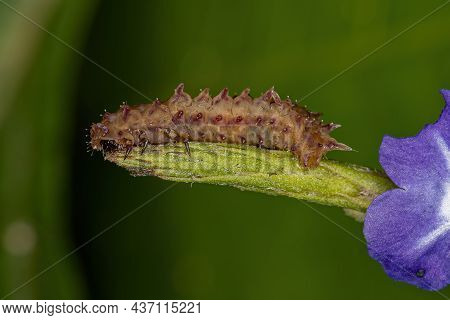 Flea Beetle Larva Of The Tribe Alticini