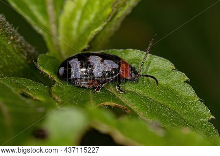 Adult Flea Beetle