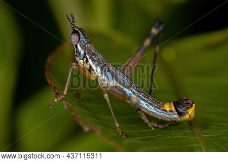 Male Monkey Grasshopper Nymph Of The Species Temnomastax Hamus