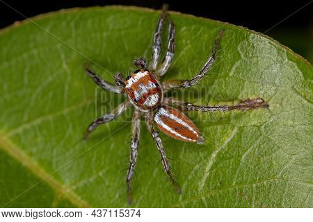 Adult Male Jumping Spider Of The Genus Chira