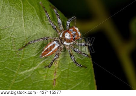 Adult Male Jumping Spider Of The Genus Chira