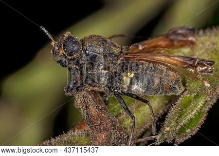Dead Adult Soldier Fly Of The Subfamily Stratiomyinae