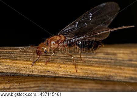 Adult Female Winged Cocktail Queen Ant Of The Genus Crematogaster