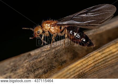Adult Female Winged Cocktail Queen Ant Of The Genus Crematogaster