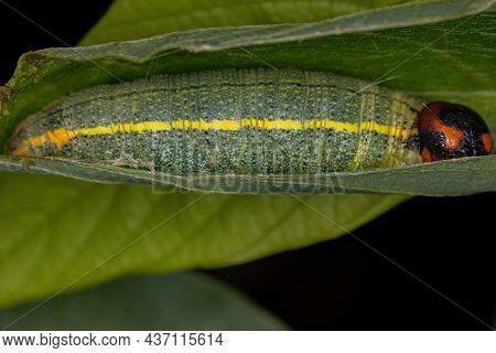 Green Skipper Caterpillar Of The Family Hesperiidae