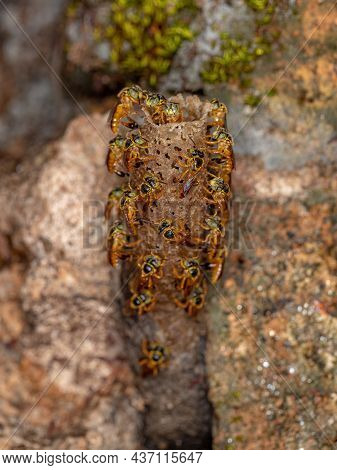 Adult Jatai Bees