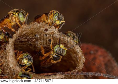 Adult Jatai Bees