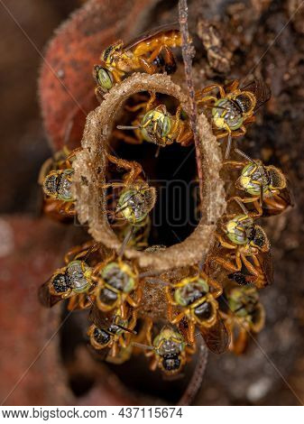 Adult Jatai Bees