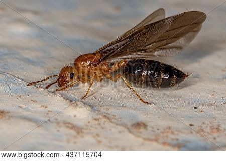 Adult Female Winged Cocktail Queen Ant