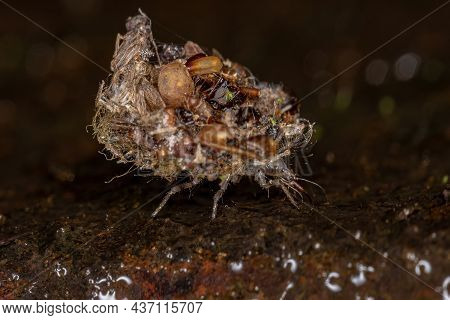 Green Lacewing Larva Of The Family Chrysopidae