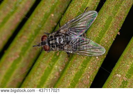 Adult House Fly Of The Genus Stomoxys