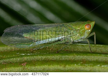 Adult Green Planthopper Insect