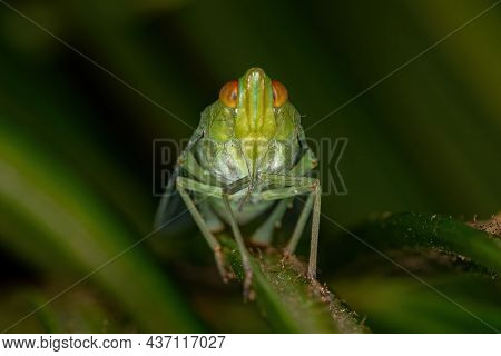 Adult Green Planthopper Insect