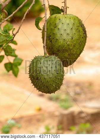 Green Soursop Fruit
