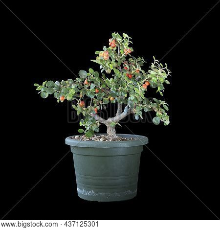 Cotoneaster Horizontalis Prebonsai Isolated Over Dark Background; Young Plant In Plastic Nursery Pot