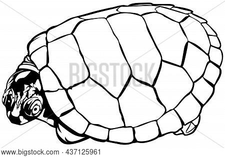 Amazonian Turtle (podocnemis Unifilis) - Black Drawing Illustration Isolated On White Background, Ve