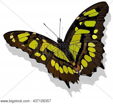 Malachite Butterfly - Beautiful Colorful Butterfly Siproeta Stelenes Isolated On White Background, V