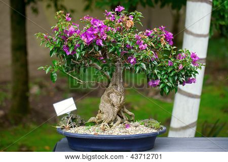 Smukke Bonsai Bougainvillea i en botanisk have