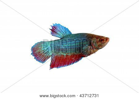 Fighting Fish
